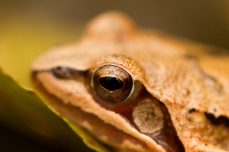 Close-up from a yellow frog's eyeの写真素材