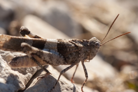 Brown locust close up full body side view (Oedipoda carulescens)の写真素材