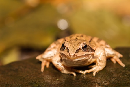portrait close-up from a yellow frogの写真素材