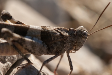 Brown locust close up full body side view  Oedipoda carulescens の写真素材