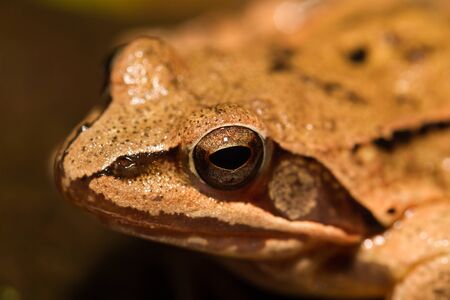 Close-up from a yellow frogの写真素材