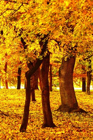 Beautyfoul colors of autumn landscape in the forestの写真素材