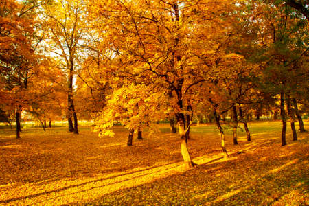 Beautyfoul colors of autumn landscape in the forestの写真素材