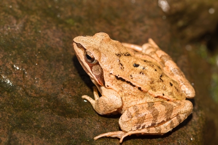 Close-up from a yellow frogの写真素材
