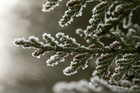 white hoarfrost crystal on green thuja twigの写真素材