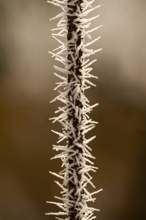 hoarfrost on a thin branchの写真素材