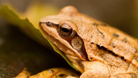 Close-up from a yellow frogの写真素材