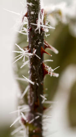 hoarfrosted rose thornの写真素材