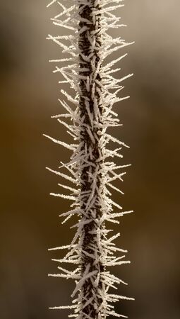 hoarfrost on a thin branchの写真素材