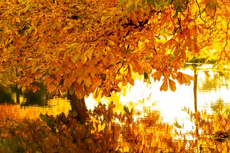 Beautiful colors of autumn landscape by the lakeの写真素材