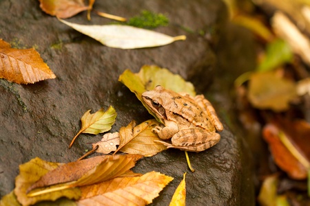 Close-up from a yellow frogの写真素材