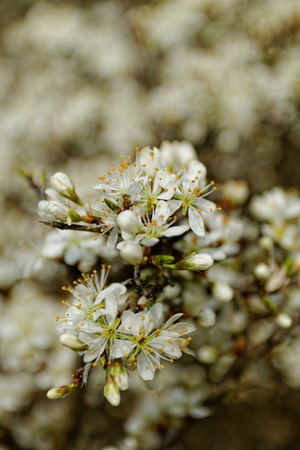 white blossom of the treeの写真素材