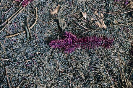 brown dry pine needles background with color filterの写真素材