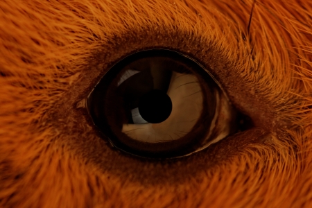 guinea pig eye close-up (macro)の写真素材