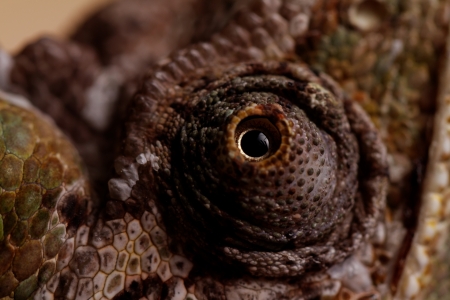 Chameleon on the leaf (Chamaeleo calyptratus)の写真素材