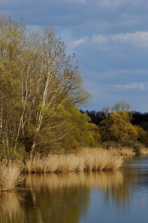 reedy lakeside with trees and cloudy skyの写真素材