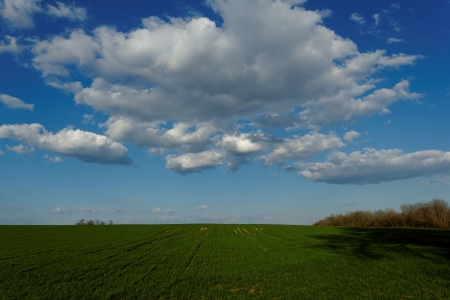 green wheat field under the blue cloudy skyの写真素材