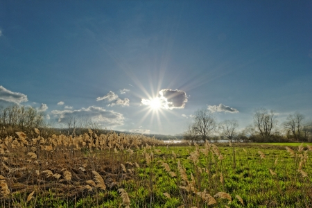 Reed in cloudy bright weather, the windの写真素材