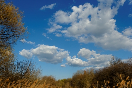 Reed in cloudy bright weather, the windの写真素材