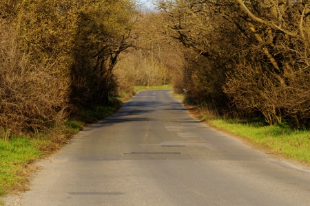 asphalt road into the forestの写真素材