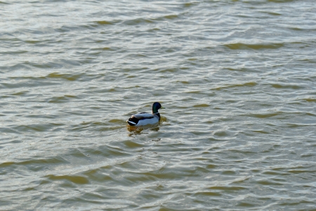 Ducks swimming on the lakeの写真素材
