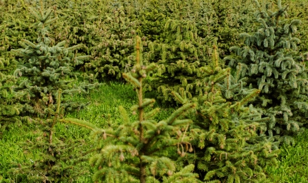 many small pine trees の写真素材