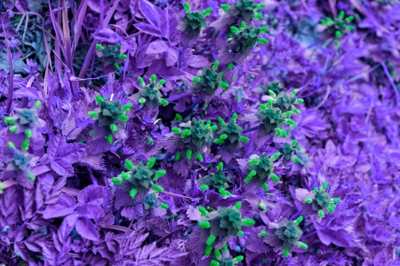 flowering nettle with special filterの写真素材