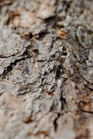 bark of pine treeの写真素材