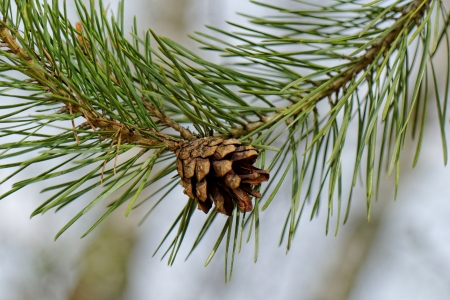 pine cone, on pine branchの写真素材