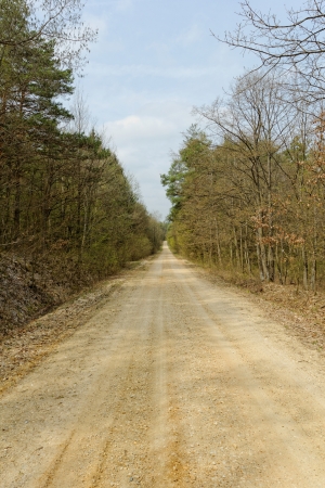 dirt road in the forestの写真素材