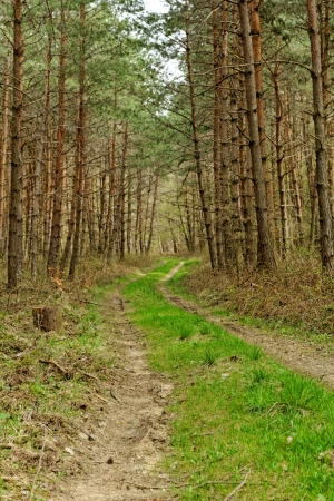 dirt road in the forestの写真素材