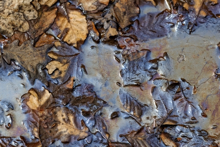 oil pollution on forest landの写真素材