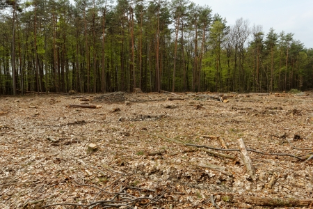 industrial deforestation and loggingの写真素材
