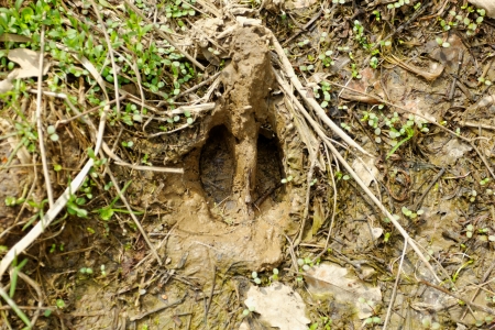 wild boar footprints in the mudの写真素材