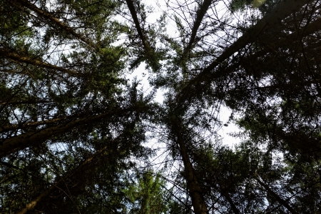 growing stretching tree to the skyの写真素材