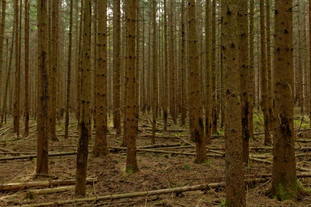 dense pine forestの写真素材