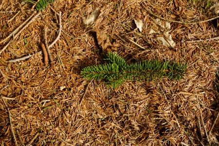 brown dry pine needles background with small brenchesの写真素材