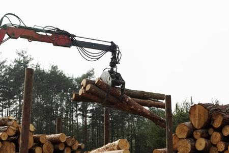 The harvester working in a forest.の写真素材