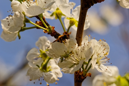blossom tree with a bee pollinationの写真素材