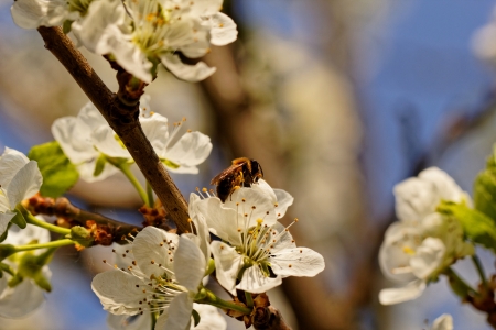 blossom tree with a bee pollinationの写真素材