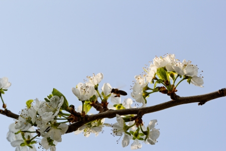 blossom tree with a bee pollinationの写真素材