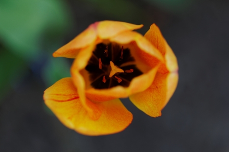 close up of yellow tulips with yellow edges on green backgroundの写真素材