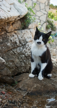 black and white cat sitting on a rockの写真素材