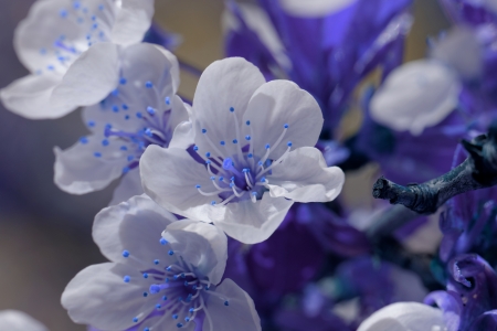 blossom cherry tree with color filterの写真素材