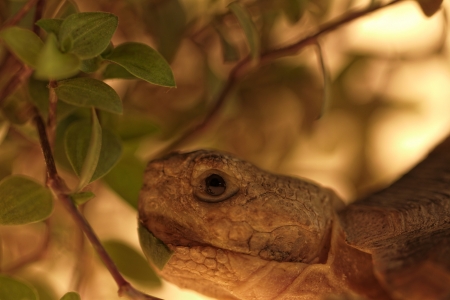 African Spurred Tortoise (Geochelone sulcata) isolatedの写真素材