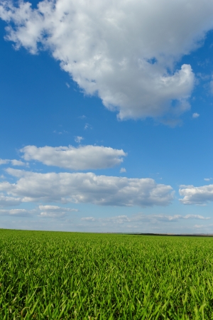 green wheat field under the blue cloudy skyの写真素材