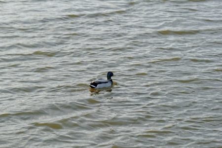 Ducks swimming on the lakeの写真素材