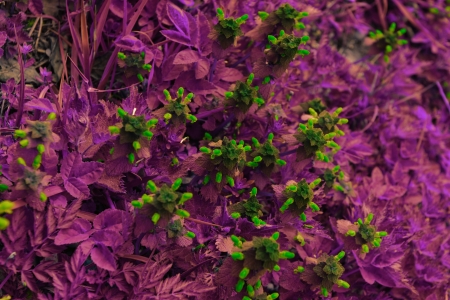 flowering nettle with special filterの写真素材
