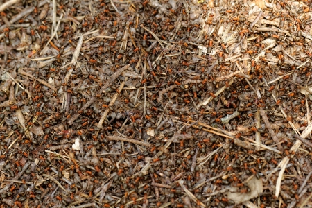 ants and ant hillの写真素材