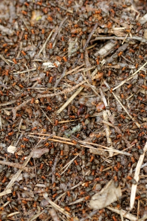 ants and ant hillの写真素材